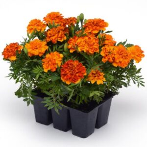 Tagetes