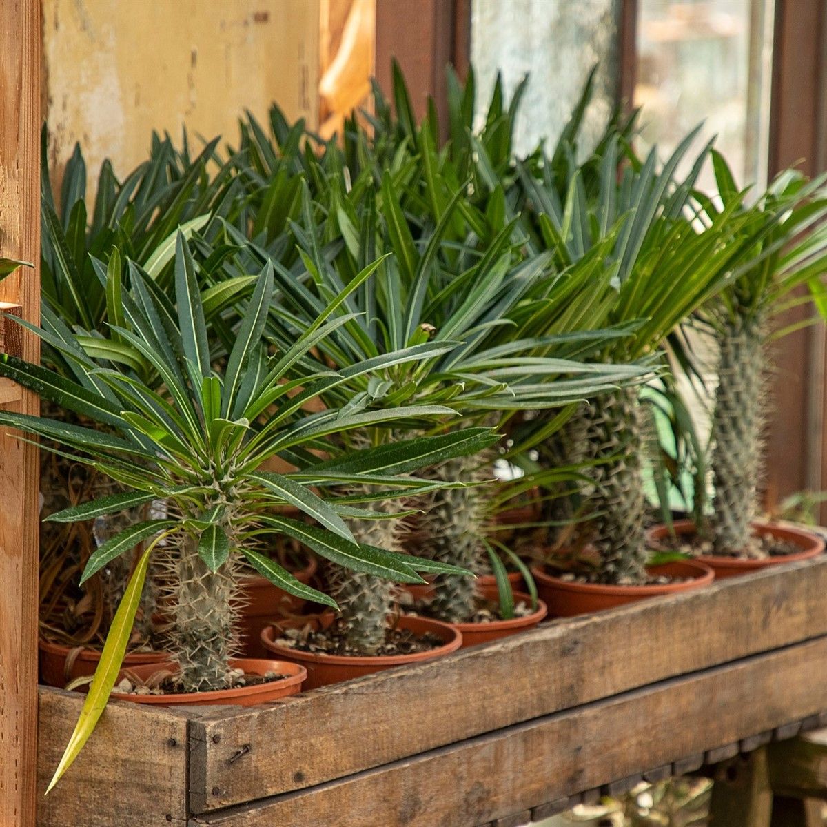 Palmier Pachypodium Lamerei, H 40 cm - imagine 5