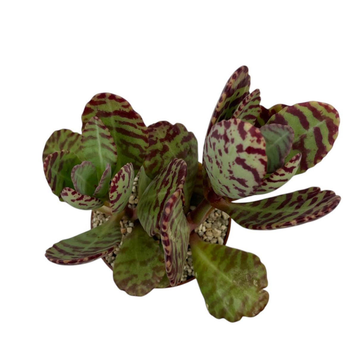 Kalanchoe Humilis Surprise, H 30 cm - imagine 3