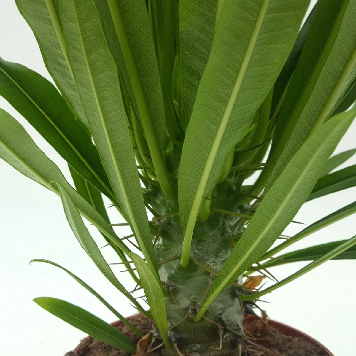 Palmier Pachypodium Lamerei, H 40 cm - imagine 6