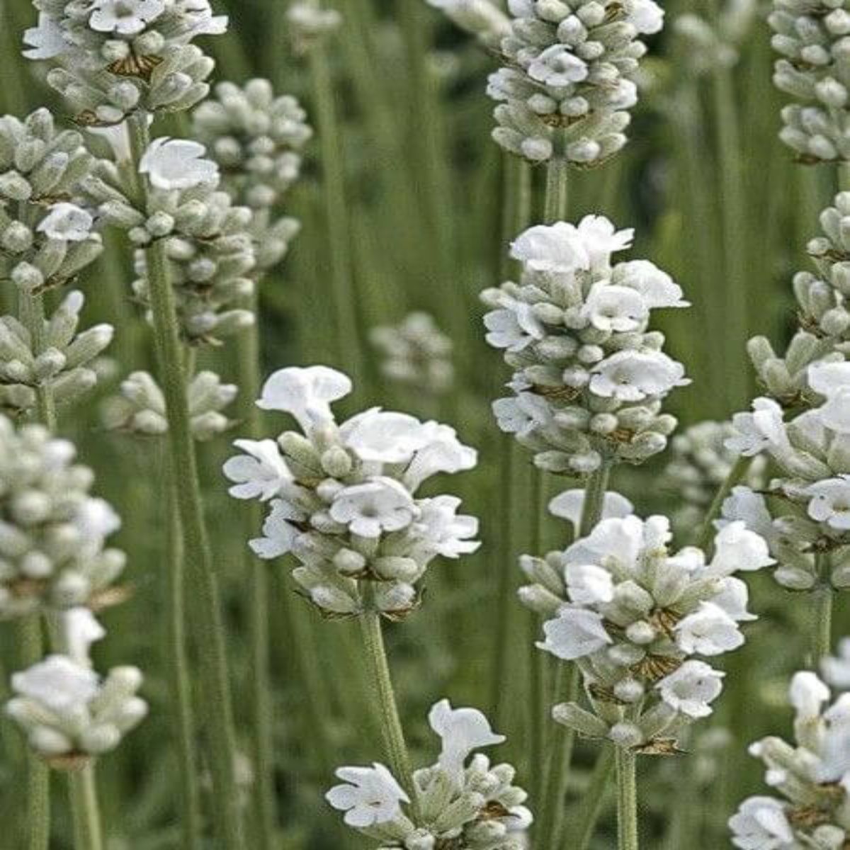 Lavanda Angus alb, H 35 cm - imagine 5