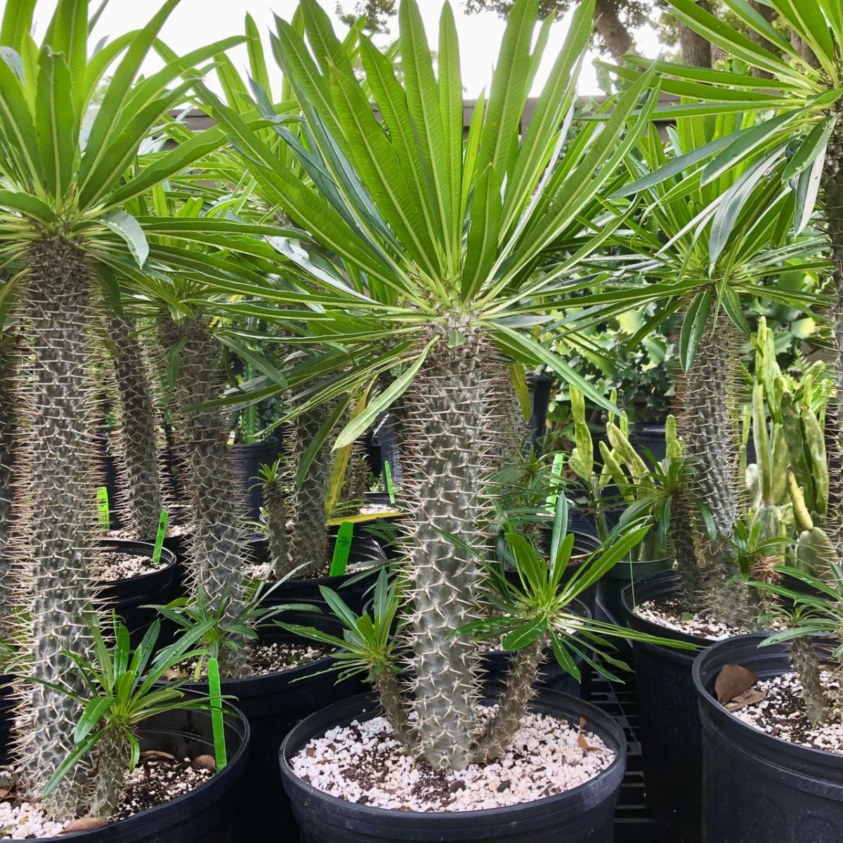Palmier Pachypodium Lamerei, H 40 cm - imagine 3