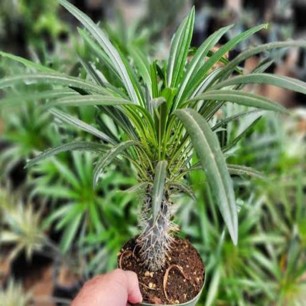 Palmier Pachypodium Lamerei, H 40 cm - imagine 2
