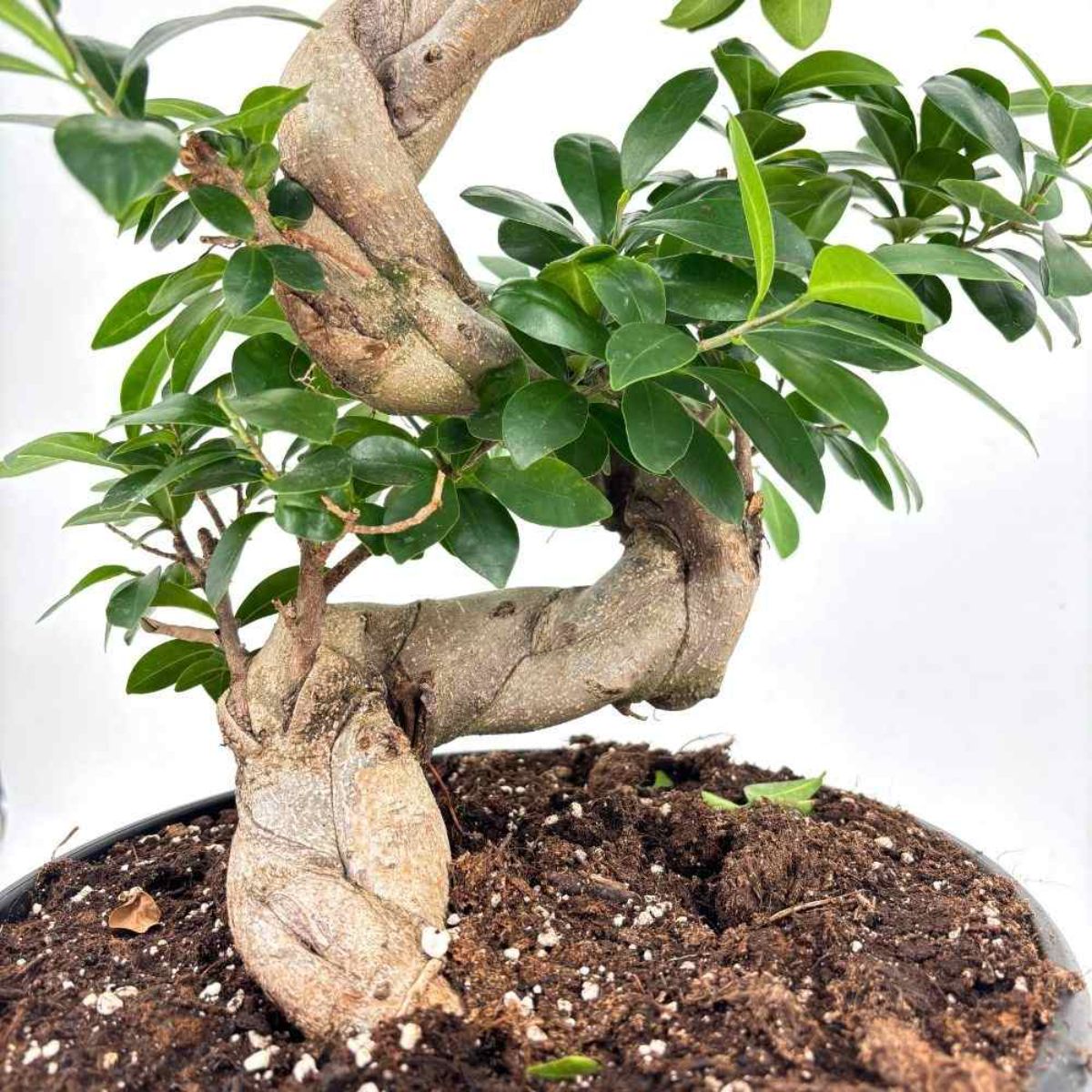Ficus Ginseng S-Type, H 90-100 cm - imagine 4