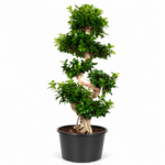 Ficus