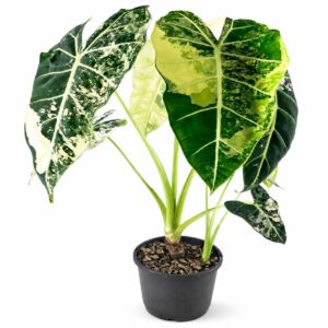 Alocasia