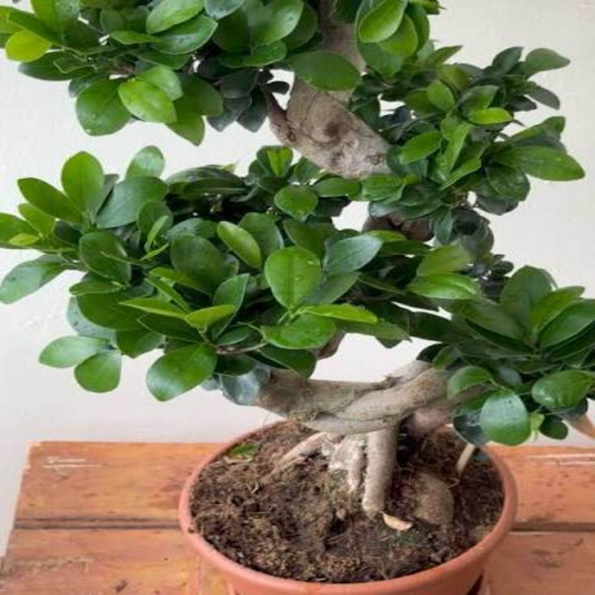 Ficus Ginseng S-Type, H 90-100 cm - imagine 3